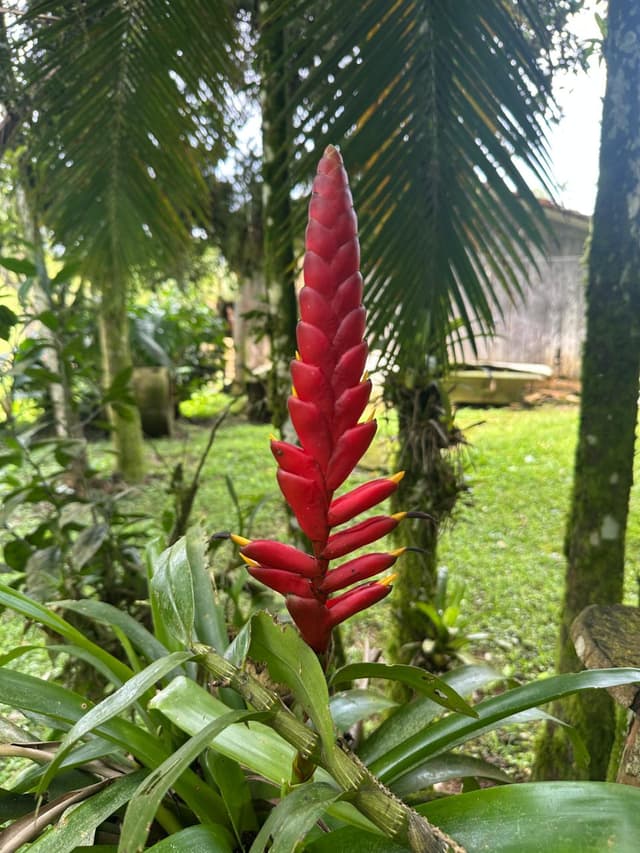 Pátio — foto 2 de 4